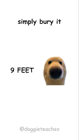 Doggie Explains Very Unethical Life Tips #fyp #dog #LearnOnTikTok #doggieteaches 