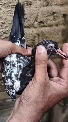 #foryou #foryoupage #viralvideo #viral #trending #viraltiktok #royalteddypigeon #royalteddy #royalteddykabootar #royalteddykaboter #teddykabootar #kabotarparwari #kabootar #kaboter #pegions #pegion #کبوتربازی #کبوتر #حمام_باكستاني #حمام 