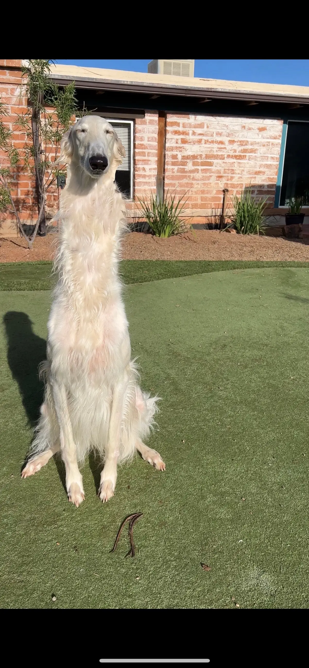 LORD FORBID A MAN HAS A HOBBY. Necky neck neck. Maybe your feed needs a little MORE whimsy, more scrag, more fluff, you ever consider that?! So here are 22 more pictures of beautiful photosynthesizing napes of hose goats. #borzoi #dogs #unhinged #neck #hobby 