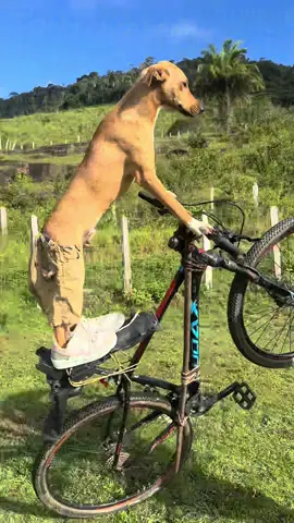 QUAL MELHOR CENAS#humor #alegria #moto #biker #piloto 