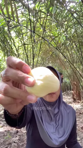 Panen salak madu😍#petanisalakmagelang #salaksrumbung #panenbuahsalak #salakmadu #magelang24jm 