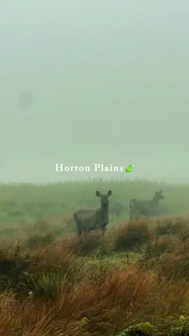 Horton Plains, you are so dreamy #hortailplains #pekoetrail #hillcountry #nature #fypシ゚viral🖤tiktok #fypシ゚ #srilanka #srilankan_tik_tok🇱🇰 #traveltiktok #travelsrilanka #travel #travelblogger #fyppppppppppppppppppppppp  #CapCut 