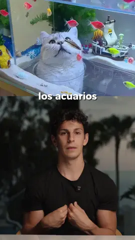 Un nuevo modelo de negocio que le está encantando a nuestros peludos 🐈‍⬛. #emprendimiento #ideasdenegocio 