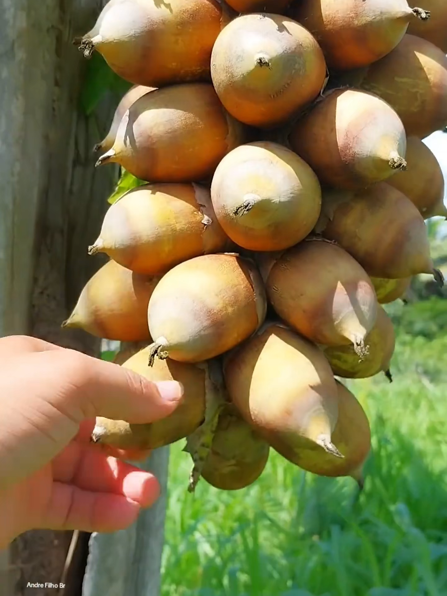 #fruit #fruits #asmr #fpy #fpyシ