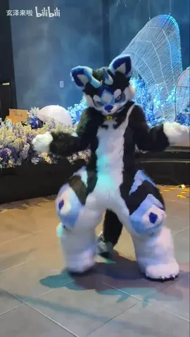 Dance | Shape of you ( Bilibili: 玄泽来啦 ) #furry #cute #fyp #cat #dog #fur #fursuit 