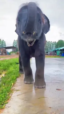 Vô 3 một cái đi he 😂😂😂#petcute #đángyêu #dethuong #khoanhkhacdangyeu #voi 