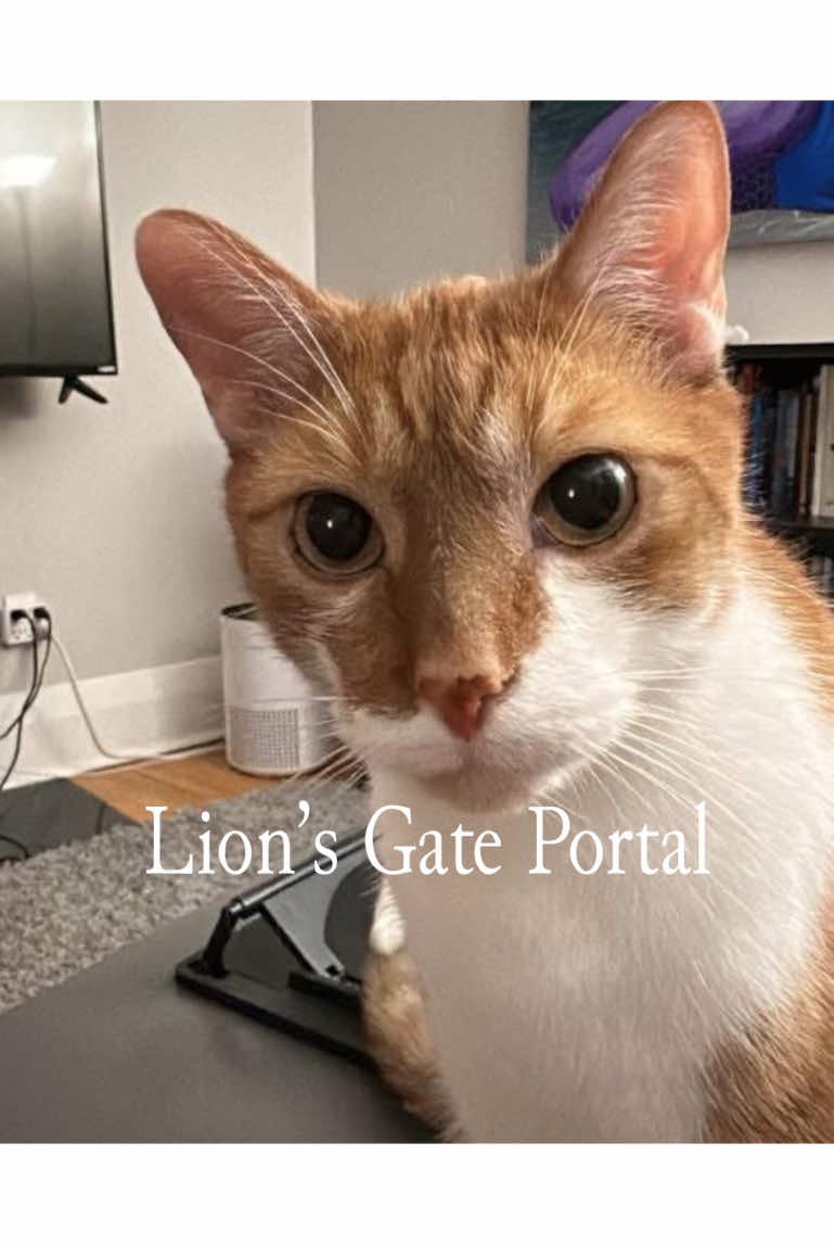 Today is the peek of the Lions’s gate Portal, it  also adds up to 888 which makes it excellent time to attract abundance, access higher realms, and receive downloads from high realms, angels, messengers, and your loved ones from the other side. It is also a favorable time for healing deep seeded wounds, and opening both the heart chakra and third eye.  Activated every year on August 8th when the Sun, Sirius, and the Earth move to specific points in the sky. There is an amazing amount of  the sky perspective, this event is marked by the heliacal rising of Sirius, the brightest star in the sky. This means that on August 8, Sirius will rise (be visible) above the eastern horizon just before sunrise (rising just before the Sun). Book a session with to get guidance and clarity.  . #lionsgate #lionsgateportal #manifestation   