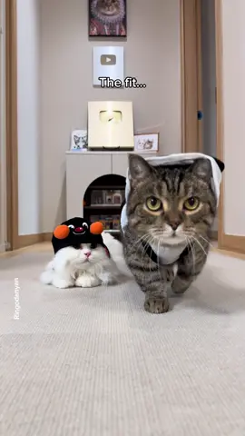 Rate the fit🐾😼 #cute #cat #catsoftiktok 
