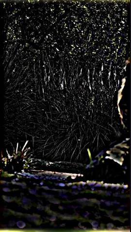 #اكسبلور #عباراتكم_الفخمه📿📌 #اليمن #عمران #العالم_العربي #TikTok #اعادة_النشر🔃 