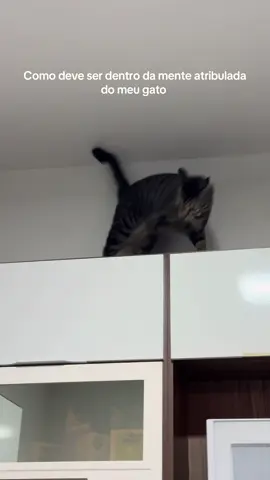 #gatostiktok#balerinacappuchina 