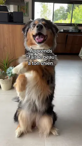 adorable ce tour !  #dogsoftiktok #DogTraining #educationcanine 