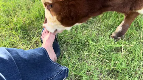 Anyone else have a calf that is NOT A bottle baby but always wants to kiss and chew? MY TOES!! 🤣🤣 And, yes I’m in my field with flip flops.   Yes I’ve had toes broken before and no I have not learned my lesson.  I love Hank!! #ilovecows #cowsoftiktok #foryoupage #fyp #ranchlife #ranching #cowgirl 