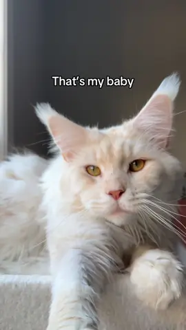 He’s a beautiful menace 😅💩 #funnycat #cattok #mainecoon 