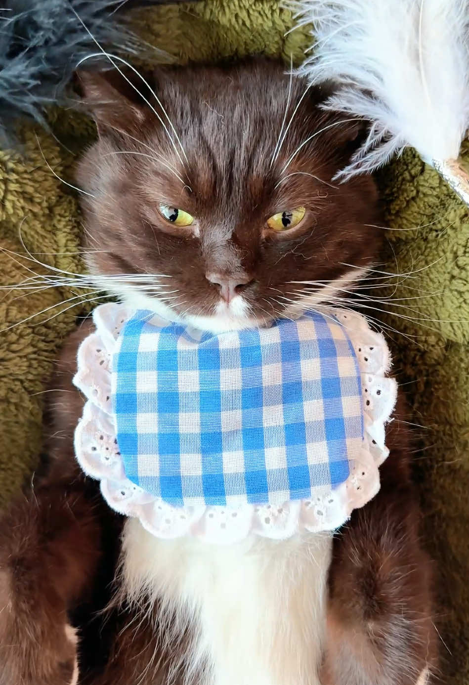 Luna's 756th Day Since Adoption – It's Spa Time Today! #catspa #catlover #cattok #CatHack #catpick #pawtrimmer #catpaws #petcaretips #catgrooming #satisfying #fyp 