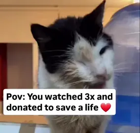 Before anyone called him Freddy, he was just another shadow between the dumpsters—quiet, forgotten, trying to survive. The city moved around him. People stepped past his trembling body without seeing. His gums, raw and pulled back from his teeth, ached constantly. Each attempt to eat was a battle: a crust of bread here, a fish bone there—each bite sharp with pain, each swallow a risk. His nose dripped with thick, yellow mucus, crusting around his face, drying in the cold air. Breathing became a wet, wheezing sound that echoed in the alley at night. Worst of all was his left eye. It barely opened anymore, sealed with dried infection, the lid stuck shut. Inside, the world was a blur of pain and darkness. He didn’t know how long he had been alone. Hunger blurred time. Cold blurred thought. But Freddy didn’t give up. Even as he curled under a torn box for shelter, even as rats skittered nearby and rain seeped into his bones, he held on. Some spark inside him—a stubborn flicker of life—refused to go out. And then… someone saw him. Not just looked, but truly saw him. You. A pair of warm hands, a soft voice. The first gentle touch he’d felt in longer than he could remember. His body flinched, unused to kindness. But he didn’t run. He couldn’t. You picked him up. Not because he was pretty. Not because he was perfect. But because he needed saving. Freddy didn’t purr. Not yet. But something deep inside began to stir—a memory of comfort, of safety, of home. The pain was still there, but for the first time, he wasn’t alone in it. He had a name now. #PetsOfTikTok #catsoftiktok #catrescue #rescuekittens #catsfollowers #cats 