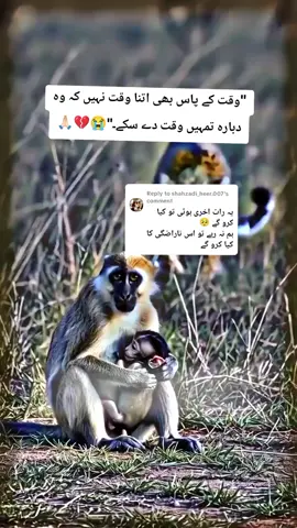 Replying to @shahzadi_heer.007 #multanimunda #dranju #multani #dranjum79 #pupy #tiktokpakistan #dranjum279 #coronavirus #standwithkashmir #ssgcommando #pup 