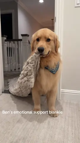 Ben loves his blankie  @lolablankets  #bennythegolden #bennettthegolden #goldenretriever #godlenretrieverpuppy #puppy 