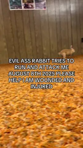 #bunny #rabbit #rabbittok #bunnytok #bunniesoftiktok #rabbitsoftiktok #fyp #foryoupage 