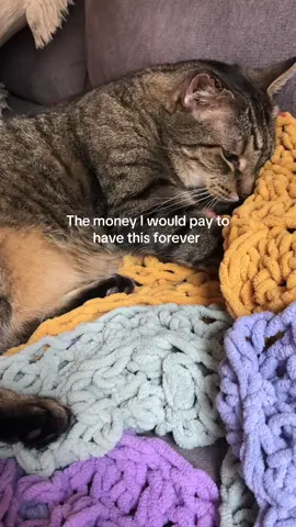 I’d sell my soul if it meant I could spend forever with him 🤍 #fyp #furbaby #soulcat #catsoftiktok 