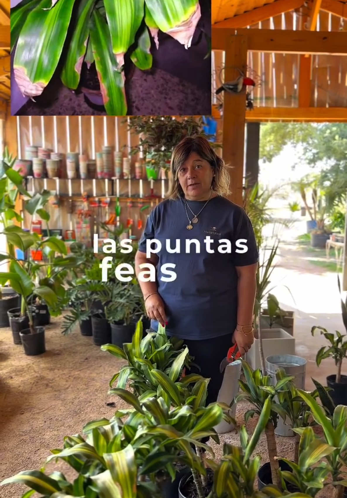 Like si alguna vez te pasó 😳  #plantas #vivero #tipsdeplantas #cuidadodeplantas #palodeagua #plantasyriego 