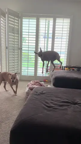 Jump first think later 😂 #italiangreyhound #dogsoftiktok #PetsOfTikTok #dogs #fyp