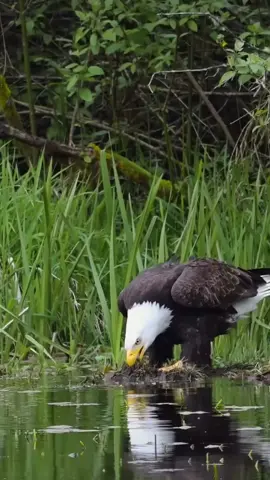 #اكسبلور #🔥 #zako😎 #🦅 #capcut 