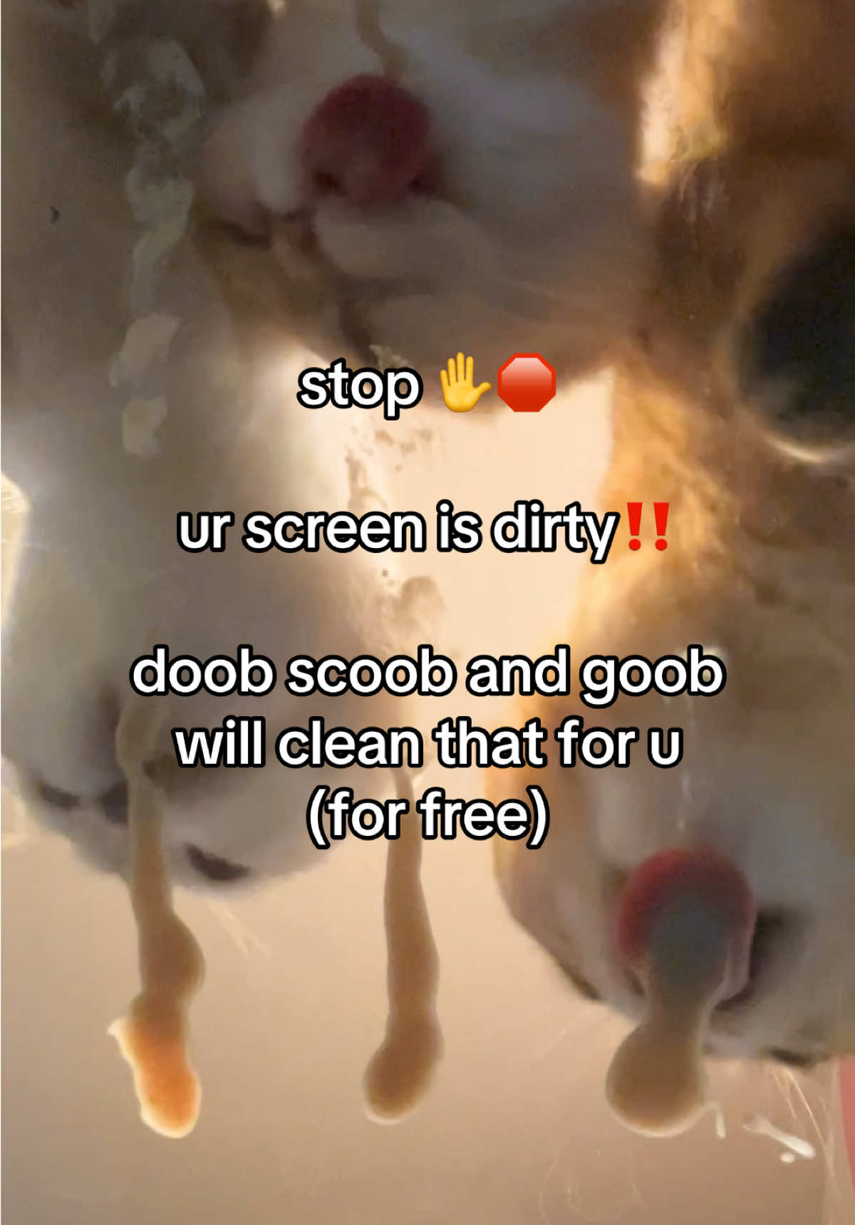 say THANK YOU but also maybe leave a tip #fypppppppppppppppppppppppppppppp #doobscoobgoob #catsoftiktok 