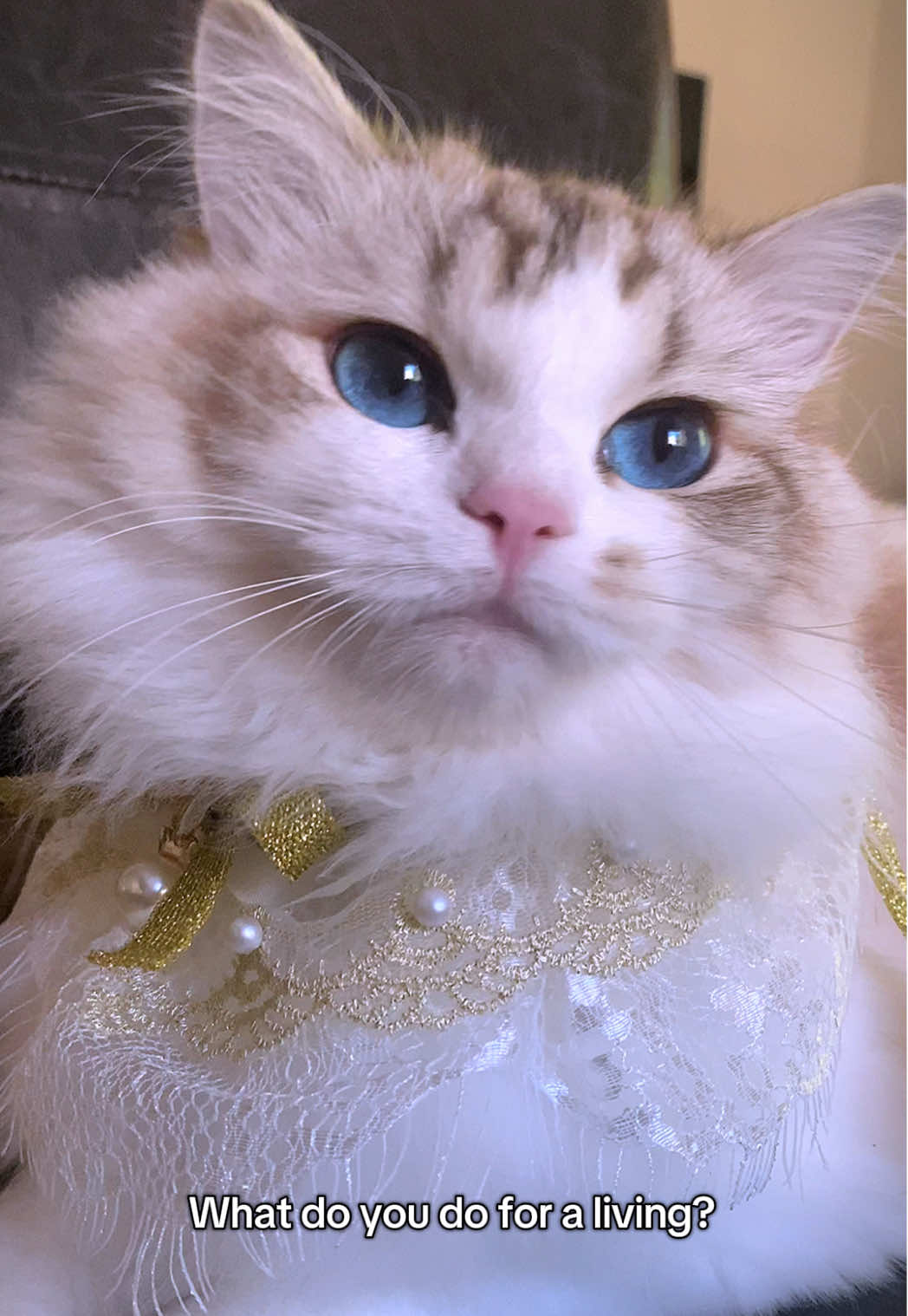 She is the purrfect daughter 😆 #cats #catsoftiktok #fy #fyp #ragdollcat #ragdoll #catlife #cute #cutecats #cloud #duchess #petlover #catslife #catslife #trending 