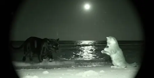 يا مُنى القلب 🤎 #عبدالهادي_حسين 