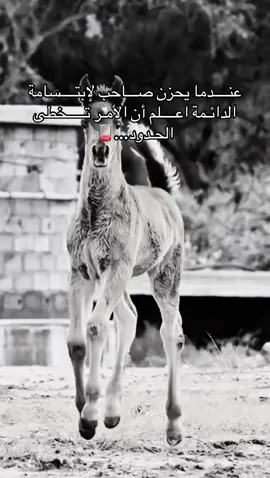 #خيل_وخياله🐎 #خيل_وخياله🐎🖤ماشاءالله_اللهم_بارك🧿♥️ #viral #fyp #اقتباسات 