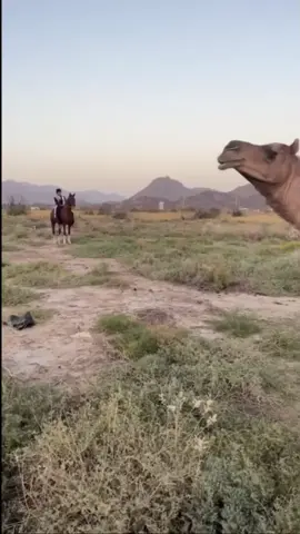 رائع#خيل_وخياله🐎 #tiktok #اكسبلورexplore 