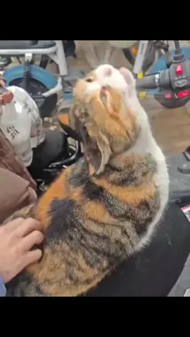 Funny Cute Cats Talking Nonsense 😹💞🗯️ #fuunycats #cutecats #talkingcats #cattok #petcomedy #catsoftiktok