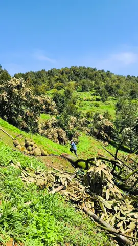 Tôi thật sự đau xót, không kiềm được nước mắt khi nhìn vườn sầu riêng của anh mình tan hoang sau một cơn mưa gió dữ dội, chỉ ngắn ngủi trong vài tiếng đồng hồ.  Những cây sầu anh chăm bẵm suốt gần 10 năm trời tươi tốt xanh mướt và trĩu quả, từng gốc từng trái được nâng niu như máu thịt, giờ chỉ còn lại đổ nát và trống trơn.  Giá cả thì rớt thê thảm, mùa vụ chưa kịp mừng đã hóa đau thương.  Làm nông đã khổ, nhưng nỗi đau mất trắng sau bao năm gắn bó, hy sinh, mới thực sự là vết cắt sâu không dễ lành.  Tôi chỉ mong có một phép màu nào đó, đủ để anh mình và bao người nông dân khác còn giữ được niềm tin mà bước tiếp với vườn  Nhìn những cây sầu riêng – những đứa con mà anh trai tôi đã dùng cả tâm huyết, cả thanh Xuân dày công nuôi dưỡng suốt hơn 10 năm qua – bị gió quật ngã, lòng tôi đau như cắt. Bao nhiêu công sức, bao nhiêu hy vọng dồn cả vào từng gốc cây ấy, giờ chỉ còn lại cảnh tan hoang. Từng giọt nước mắt không kiềm được, cứ lặng lẽ lăn dài trên khóe mắt. Đau đớn, bất lực và nghẹn ngào... Chỉ có ai từng gắn bó máu thịt với mảnh vườn mới thấu được nỗi đau này sâu đến nhường nào. #xuhuongtiktok  #fypシ  #thusauriengks 
