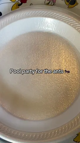 Back to my usual videos 😁 #fyp #antcafe #ants #pool #poolparty 