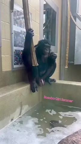Monkey’s funniest moment ever 😂🐒🔥. #FunnyMonkey #MonkeyMoments #MonkeyComedy #MonkeyLife #AnimalLaughs #ForYou #ViralVideo #TikTokAnimals #CuteAndFunny #monkeyfun 