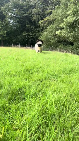 Little love rocking her new hat #valaisblacknosesheep #heycroftvalais #fyp #cute #showsheep #pets #valaisblacknoselamb #littlebaby 