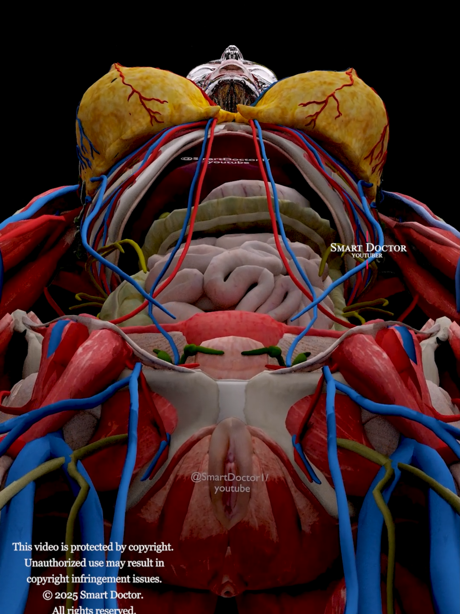 Muscles, Nipples & Nerves — Welcome to Your Real Body! ♀️ . . Think you know your body? Think again. In this ultra-detailed 3D dissection, we strip away the filters, the skin, and the modesty — to reveal your raw, real, living anatomy. From muscles and glands to nipples, nerves, and veins — nothing is hidden. Nothing is censored. 🔥 Created by Smart Doctor — turning science into a visual experience you’ll never forget. Subscribe for more bold, intelligent medical content. Viewer discretion advised (but curiosity encouraged). . . . . . #smartdoctor #smartdoctor1 #3Danatomy #InsideTheBody #anatomy #medical #medicine #doctor #health #healthcare #3Danimation #explore #surgery #medicalstudent #pregnancy #pregnant #physiology #anatomi #anatomia #anatomía #SmartDoctor #3Danatomy #RealBody #NoFilter #MedicalAnimation #greysanatomyedits #HumanBody #nerves #EducationalContent #NSFWbutScience #BiologyMeetsReality #DoctorLife #VisualAnatomy #anatomi #anatomia #anatomía #pregnancy #anatomyclass #pregnant #medicina #doctor #माहवारी #月経 #임신 #妊娠 #gravidez #new_life #infant #베이비