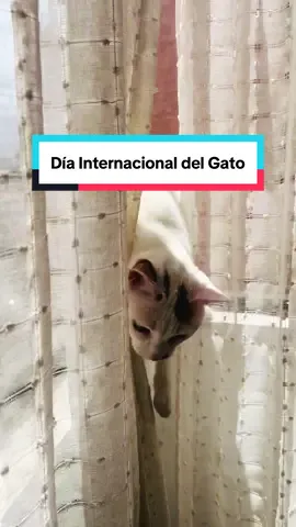 En mi casa todos los días son día internacional del gato. 🤍#díainternacionaldelgato🐈❤🐈‍⬛ 