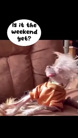 #weekend #vibe #sexy #dogsoftiktok #😂 #fypシ #foryoupage 
