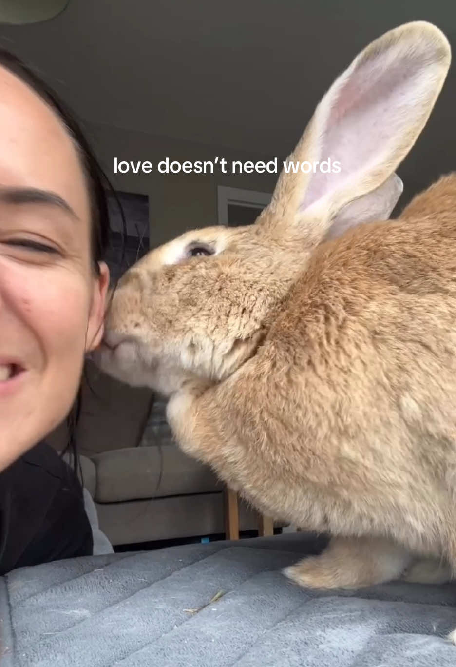 The bunny who changed our world 🥰 . . . . #rabbits #bunnytok #pettok #petlovers #LoveIsLove 