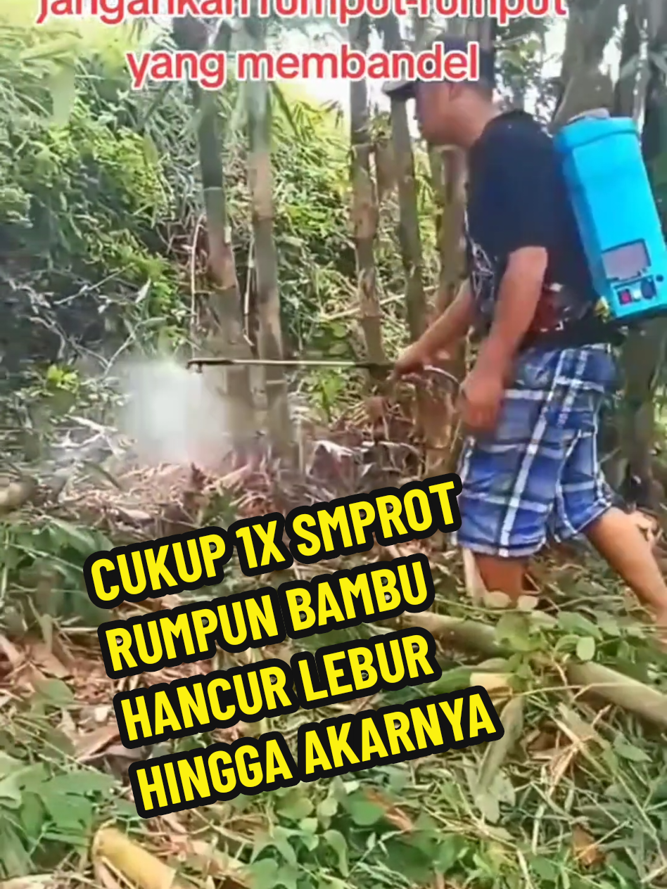 CUKUP 1X SMPROT RUMPUN BAMBU HANCUR LEBUR HINGGA AKARNYA #herbisida #herbisidakilgras #rumpunbambu 