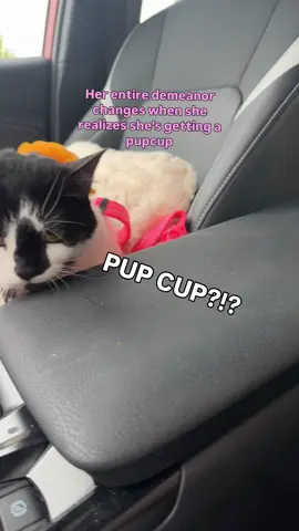 She deserved a pupcup for national cat day