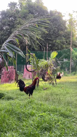 Tiwala lang sa sarili at sa itaas mga boss!🙏🏻#batangsabungero 