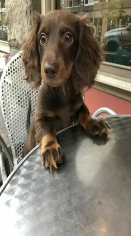 #longhaireddachshund#dachshund#dachshunds 