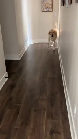 Why is our 105lb lab terrified of this hallway!! #yellowlab #scareddog #fyp 