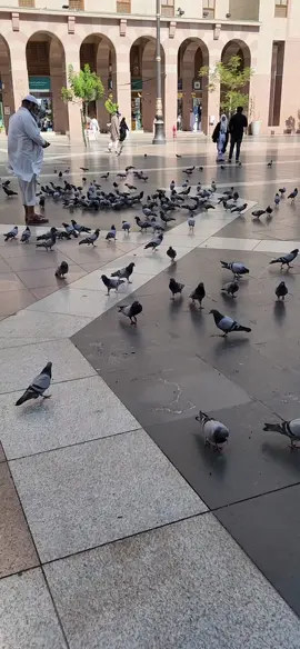 Pigeons in Madinah #pigeon #madara #الحمام #مدينه  #foryou #foryoupage #fyp 