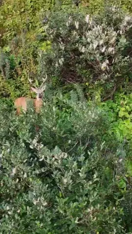 Құралай#касуля#arcqos#eberlestock