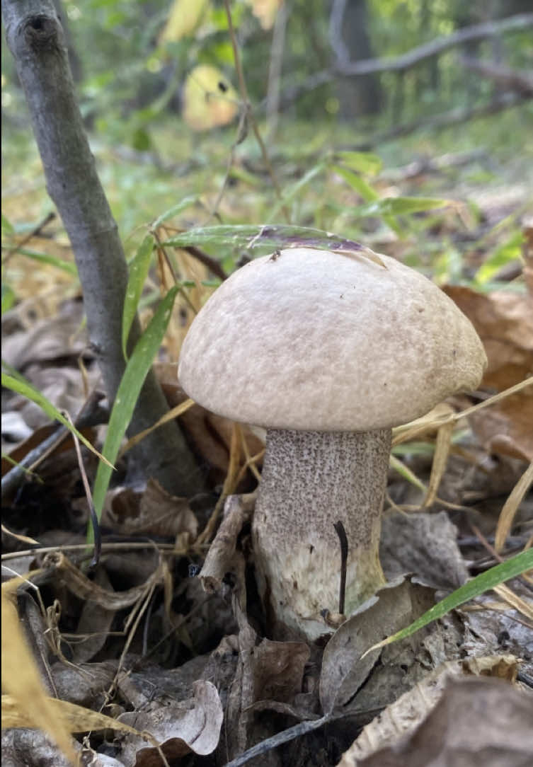 #гриби #грибиукраїни #підосичники 