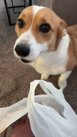 Mahm what is this? #corgisoftiktok 