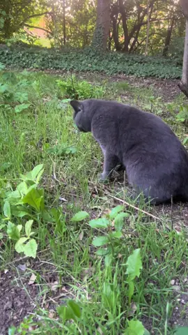 #balu #Feldmaus #tomandjerry 